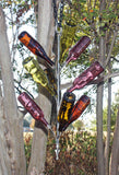 Hang 'Em High Bottle Tree